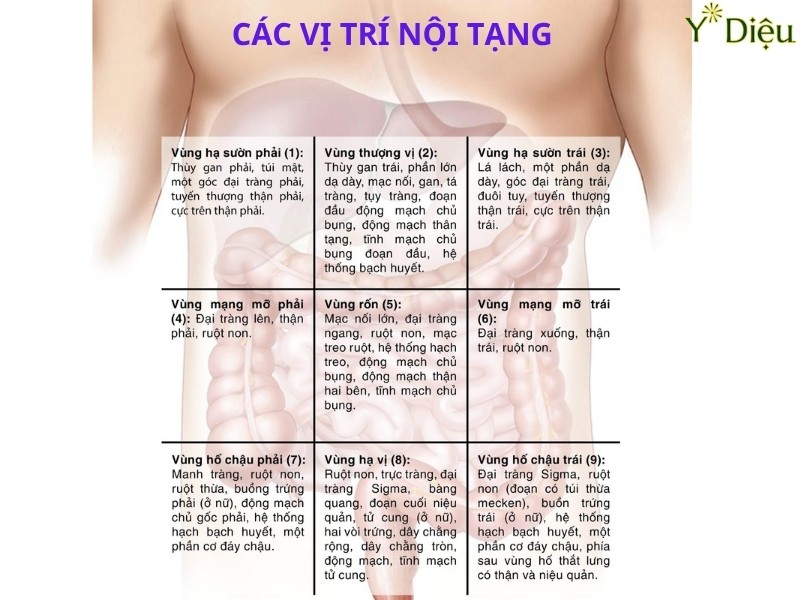 Vị Trí Đau Dạ Dày: Nhận Biết Để Phòng Ngừa Hiệu Quả